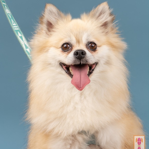 Meet your Posher, Caroline - Picture 1 of 1